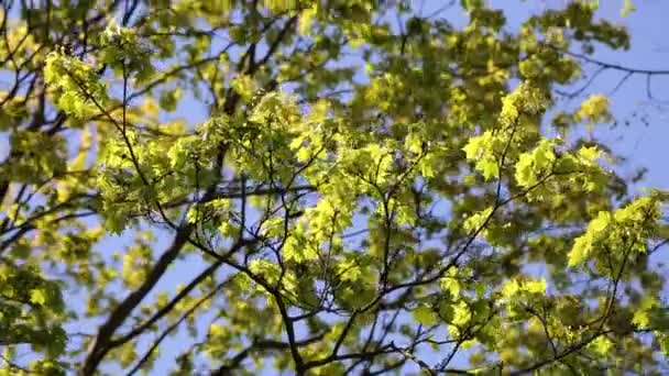 Tender Green Leaves Maple Tree Selected Focus — Stock Video