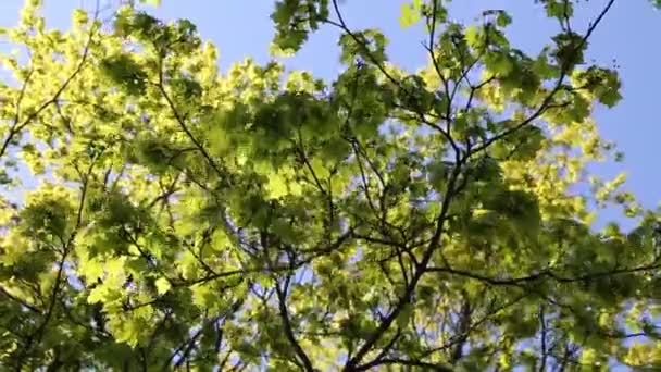 Tender Green Leaves Maple Tree Selected Focus — Stock Video