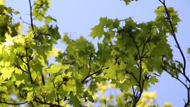 Απαλά Πράσινα Φύλλα Ένα Σφενδάμι Επιλεγμένη Εστίαση — Αρχείο Βίντεο