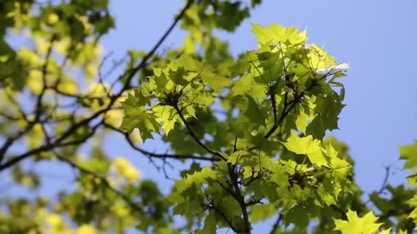 Vindelgröna Blad Ett Lönnträd Utvalt Fokus — Stockvideo