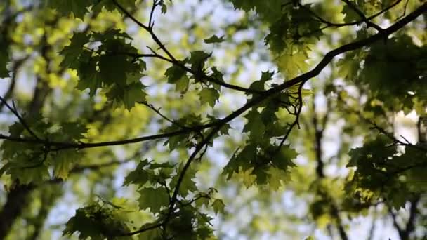 Feuilles Vert Tendre Sur Érable Objet Sélectionné — Video