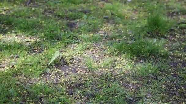 ombres d'arbres sur une herbe verte 