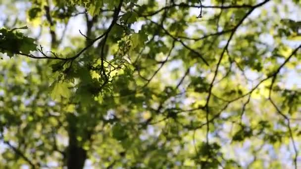Нежные Зеленые Листья Кленовом Дереве Выбранный Фокус — стоковое видео