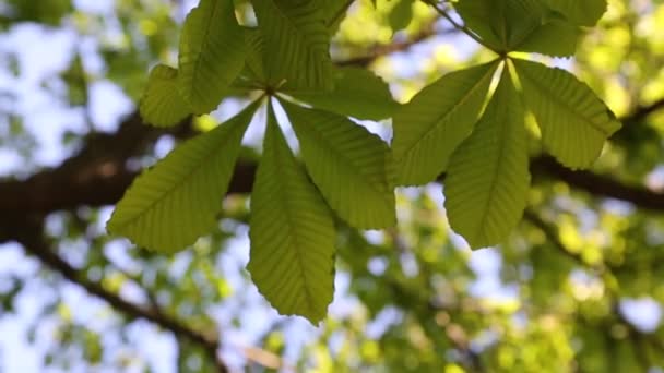 Новые Свежие Зеленые Листья Каштане Весной — стоковое видео