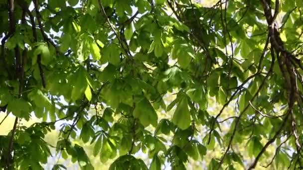nouvelles feuilles vertes fraîches sur un châtaignier au printemps 