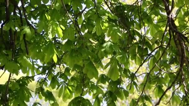 New Fresh Green Leaves Chestnut Tree Springtime — Stock Video