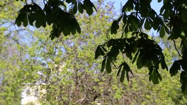Новые Свежие Зеленые Листья Каштане Весной — стоковое видео