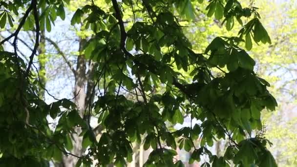 New Fresh Green Leaves Chestnut Tree Springtime — Stock Video