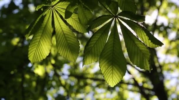 Nouvelles Feuilles Vertes Fraîches Sur Châtaignier Printemps — Video