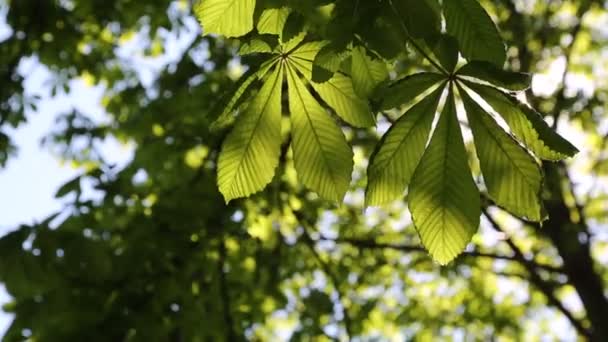 Нове Свіже Зелене Листя Каштановому Дереві Навесні — стокове відео