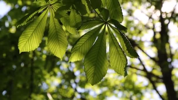 Нове Свіже Зелене Листя Каштановому Дереві Навесні — стокове відео