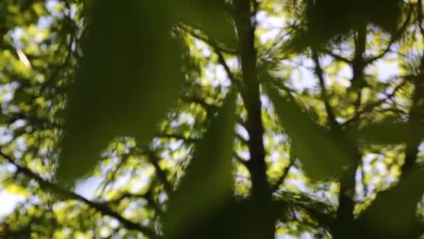 Nouvelles Feuilles Vertes Fraîches Sur Châtaignier Printemps — Video