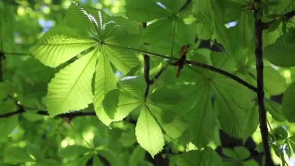 Nieuwe Verse Groene Bladeren Een Kastanjeboom Lente — Stockvideo