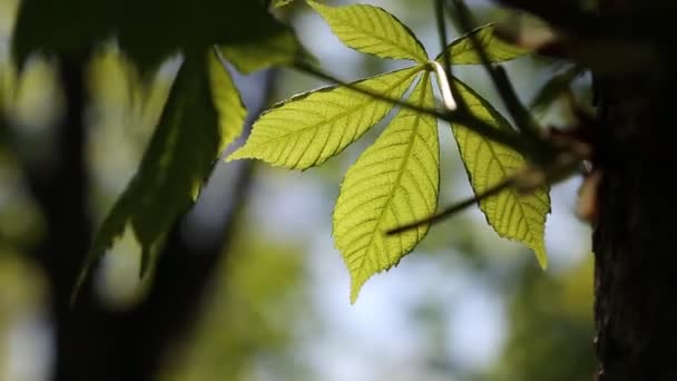 Nouvelles Feuilles Vertes Fraîches Sur Châtaignier Printemps — Video