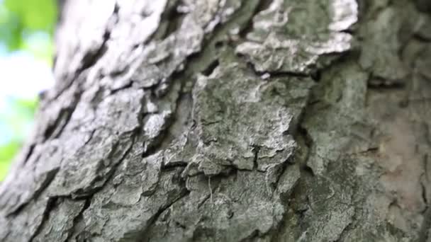 Outdoor Footage Chestnut Tree Textured Bark Selected Focus Blur Background — Stock Video
