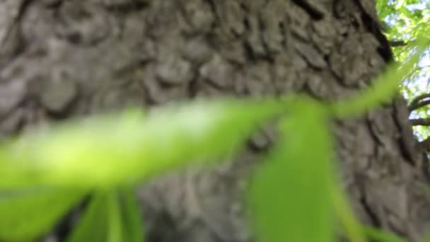 Наружные Кадры Коры Каштана Текстурой Выбранный Фокус Фон Размытия — стоковое видео