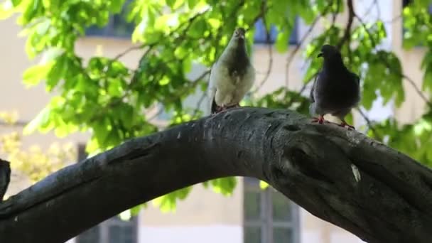 Några Duvor Sitter Gren Träd — Stockvideo