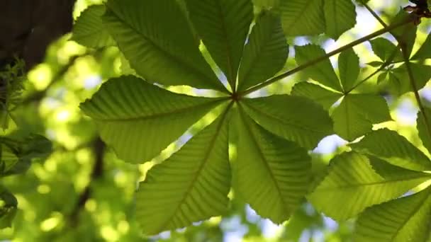 Courtes Images Nouvelles Feuilles Vertes Fraîches Sur Châtaignier Printemps — Video