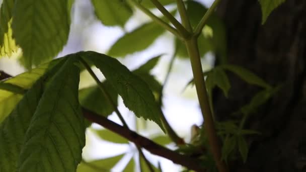 Novas Folhas Verdes Frescas Uma Castanheira Primavera — Vídeo de Stock