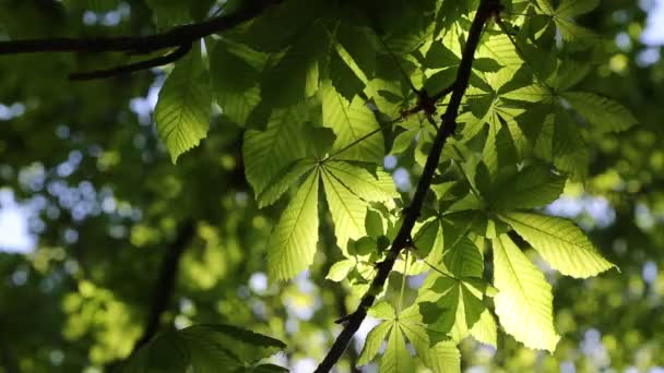 nouvelles feuilles vertes fraîches sur un châtaignier au printemps 