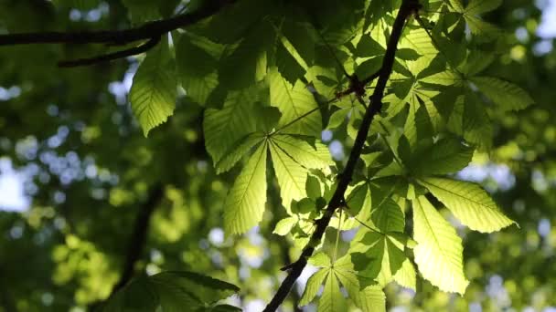 Nouvelles Feuilles Vertes Fraîches Sur Châtaignier Printemps — Video