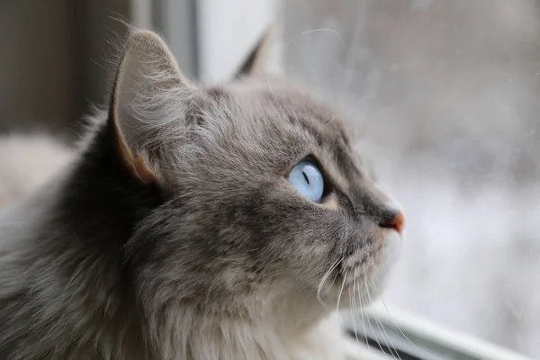 Katze am Fenster — Stockfoto