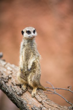 tetikte meerkat nöbet