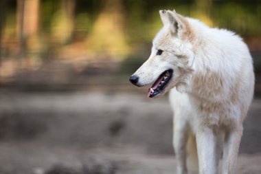 Kutup Kurdu (Canis lupus arctos) namı diğer Kutup Kurdu veya Beyaz Kurt