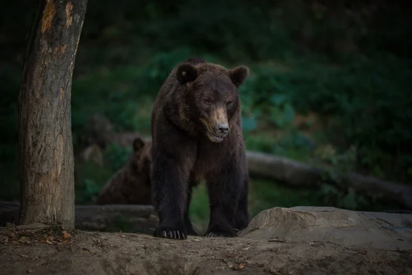 棕熊（Ursus arctos）) — 图库照片