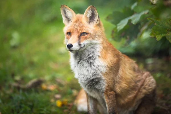 Rotfuchs (Vulpes vulpes)) — Stockfoto