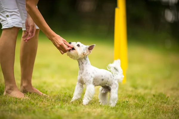 Симпатична маленька собака робить дриль маневреності - біжить слалом, оголена — стокове фото
