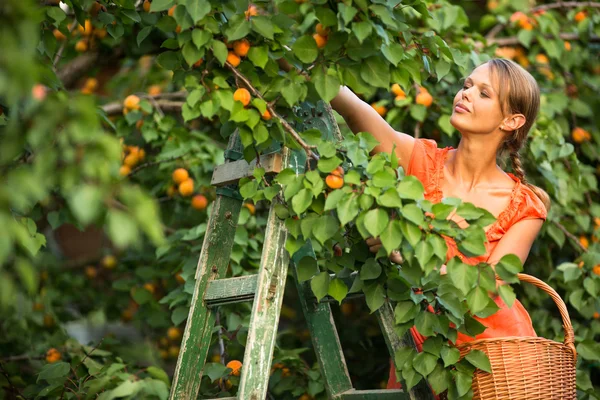 Bella, giovane donna raccogliendo albicocche accese — Foto Stock