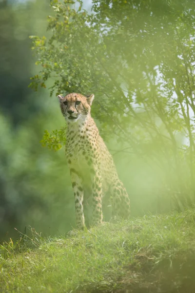 Çita (Acinonyx jubatus) — Stok fotoğraf