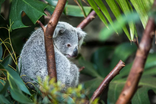 Koala en un árbol con fondo verde arbusto —  Fotos de Stock