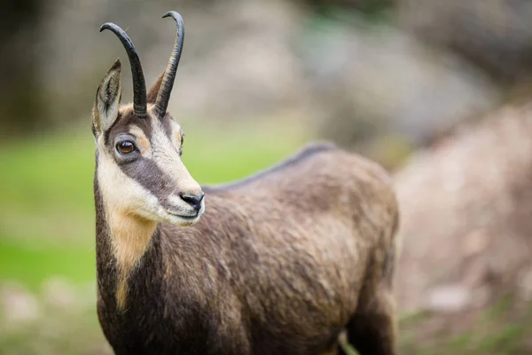 Chamois (Rupicapra rupicapra) dentro de su hábitat natural - alto —  Fotos de Stock