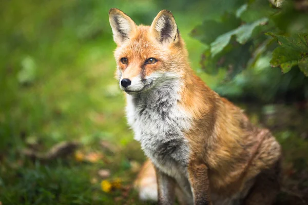 Zorro rojo (Vulpes vulpes) —  Fotos de Stock