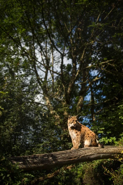 Euraziatische lynx (Lynx lynx) — Stockfoto