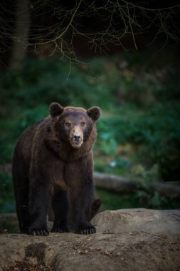 Kahverengi Ayı (Ursus arctos)