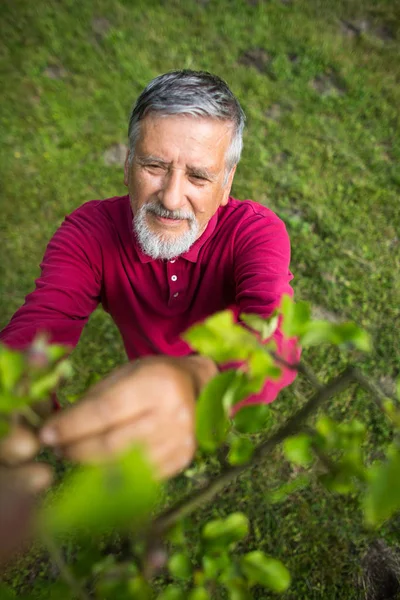 Portrait d'un homme âgé jardinier dans son jardin — Photo