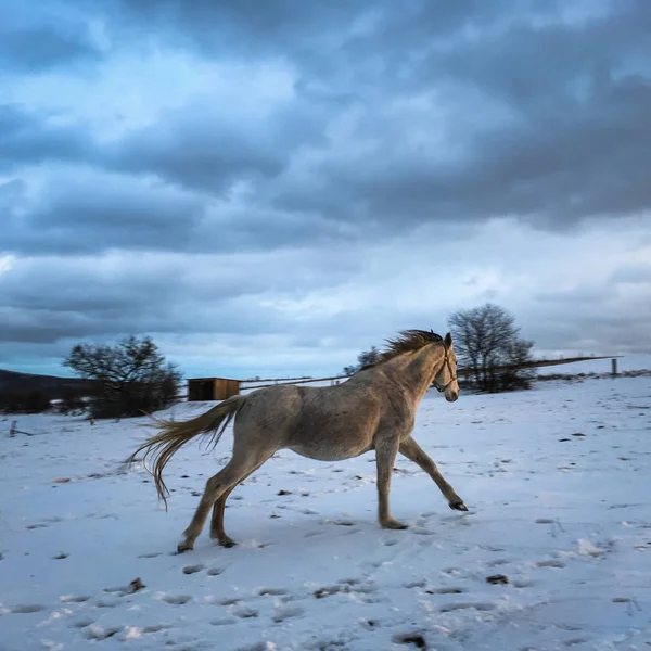 Caballo blanco en invierno —  Fotos de Stock