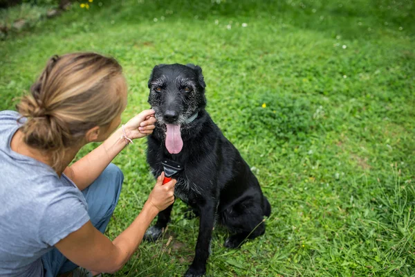 Pettinando fuori la pelliccia del cucciolo recuperatore dopo showe — Foto Stock