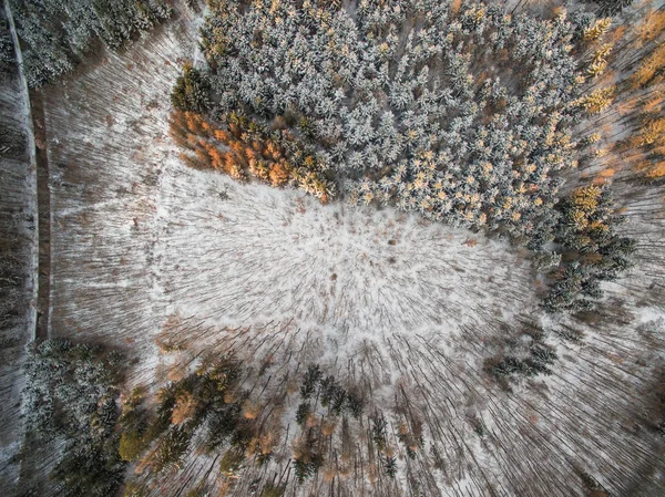 Flygfoto av en snö täckta vintern skog — Stockfoto