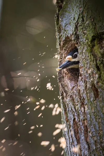 Büyük benekli ağaçkakan (Dendrocopos büyük) yapım Oda — Stok fotoğraf