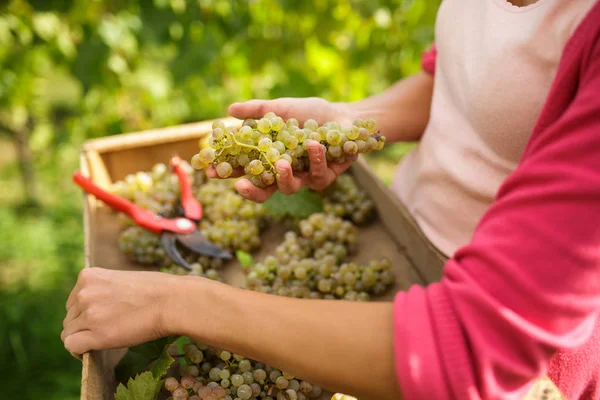 Manos de una viticultora hembra cosechando uvas blancas — Foto de Stock