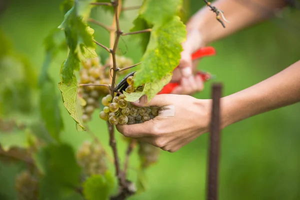Hands of a female vintner harvesting white vine grapes — Stock Photo, Image