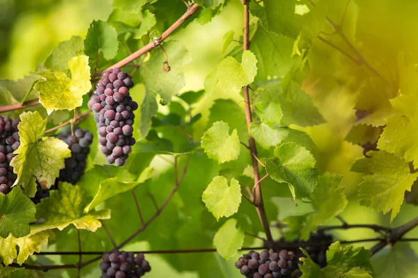 Large bunches of red wine grapes hang from an old vine — Stock Photo, Image