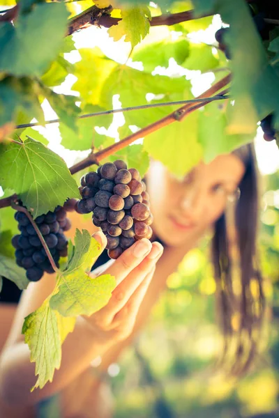 Grapes in a vineyard being checked by a female vintner — Stock Photo, Image