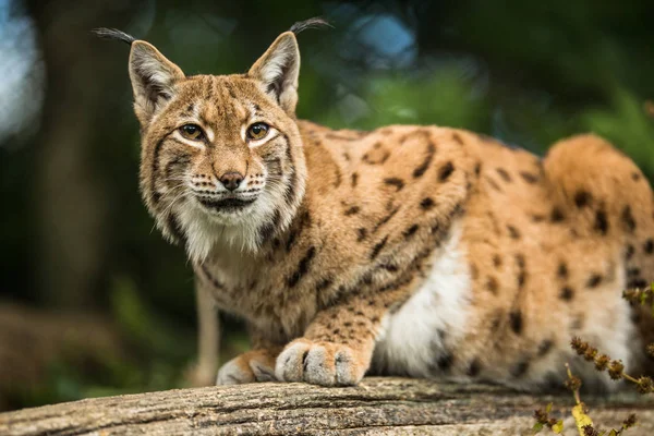 欧亚山猫（Lynx lynx）) — 图库照片
