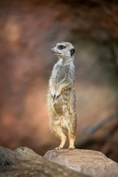 Watchful meerkat standing guard