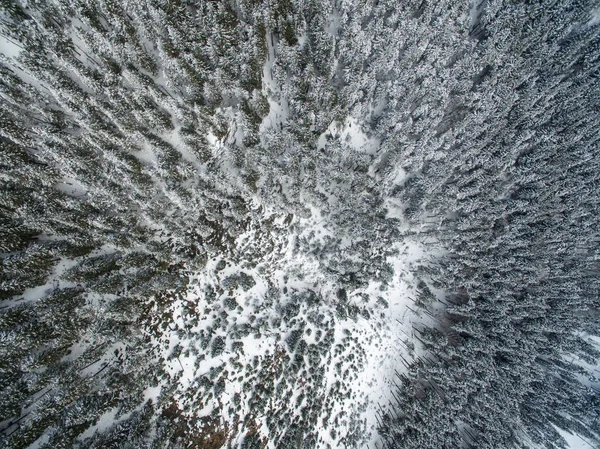 Aerial view of winter forest - trees covered with snow — Stock Photo, Image